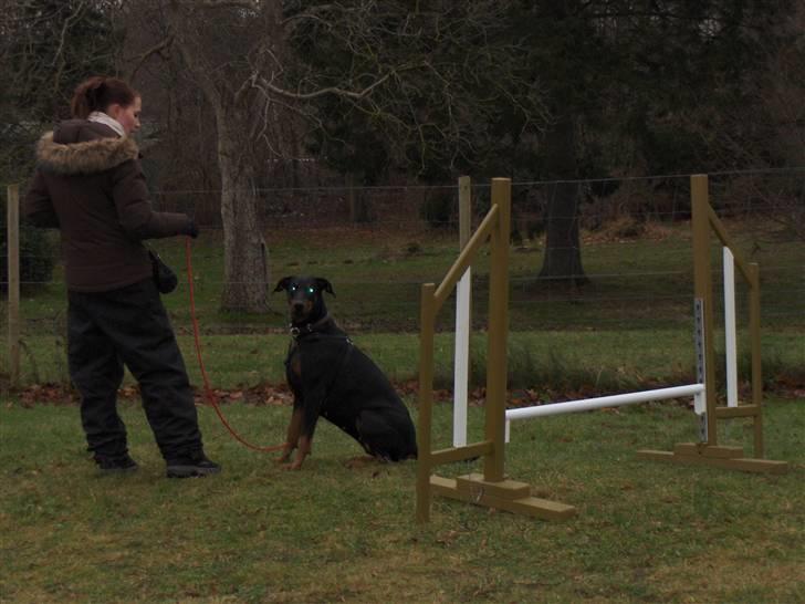 Amina på Træningsbanen / Soft Agility - Kontakt øvelse igen for at få hende dæmpet lidt  ned i farten. billede 20