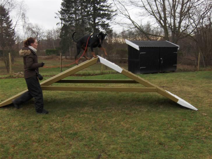 Amina på Træningsbanen / Soft Agility - A'et igen med fart på. billede 21
