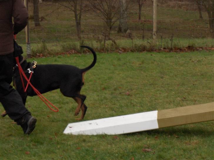 Amina på Træningsbanen / Soft Agility - Balance bom, Amina rammer ikek altid TOUCH felterne så farten skal lige dæmpes lidt mere. billede 23