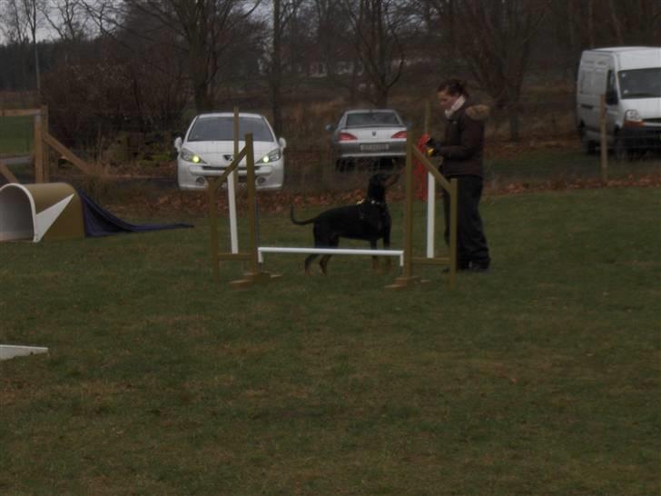 Amina på Træningsbanen / Soft Agility billede 25