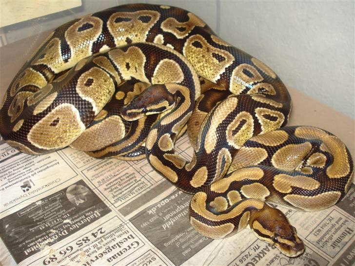 Slangeopdræt 2010 - Kongepython parring d. 21.01.10. billede 6