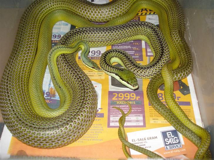 Slangeopdræt 2010 - Philodryas baroni parring d. 21.01.10. billede 8