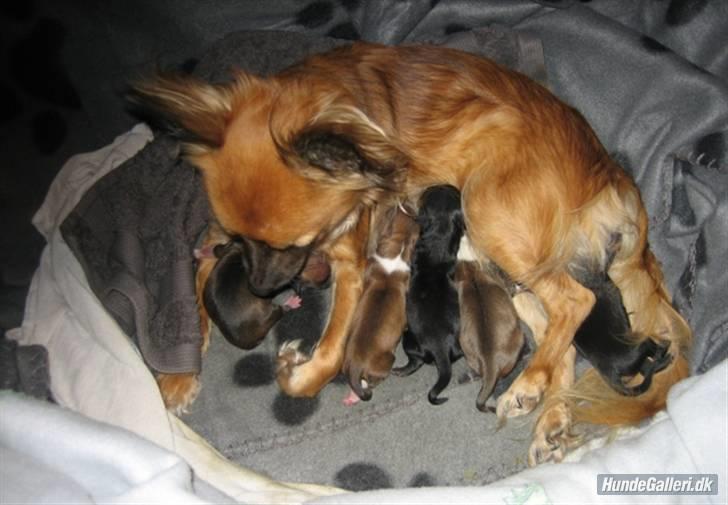 Lidt af Shika's familie (stamtræ) - Shika's mor med hvalpe (Shika ligger ved hendes forben) billede 5