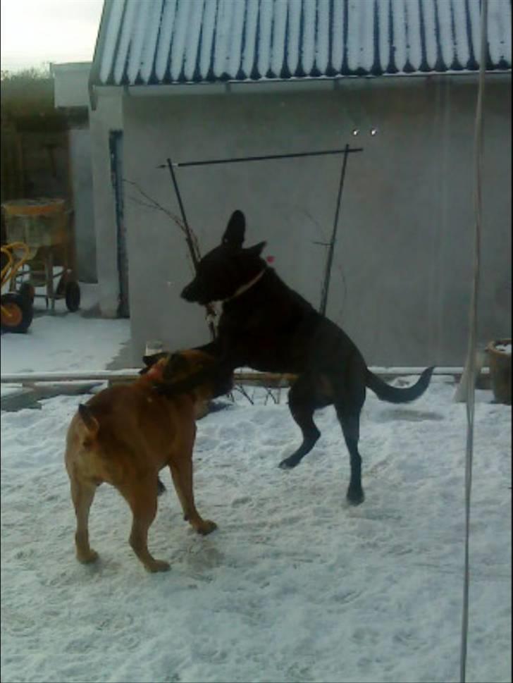 Pepsi og bedste veninde billede 1