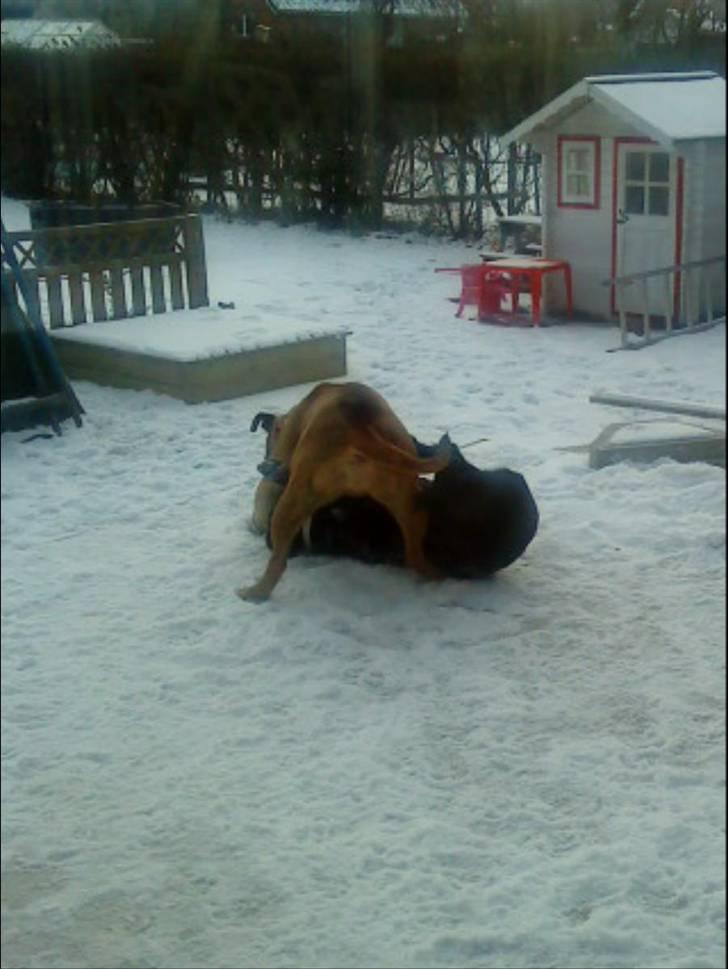 Pepsi og bedste veninde billede 2