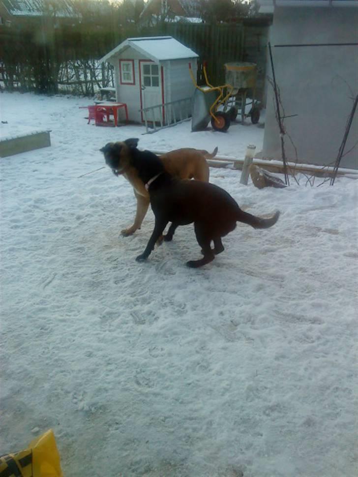 Pepsi og bedste veninde billede 3