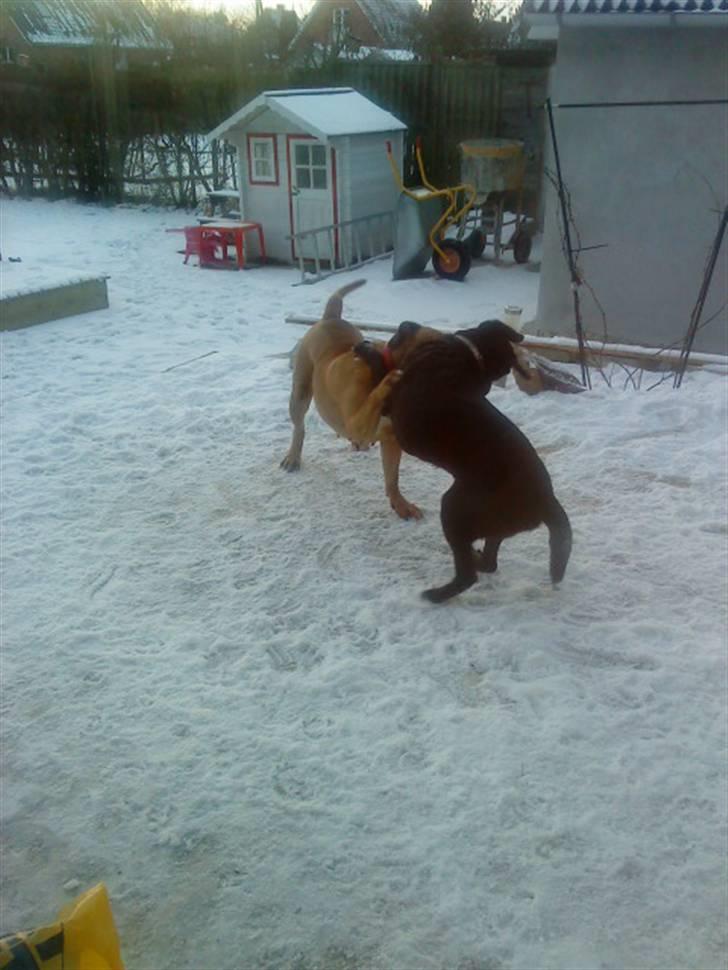 Pepsi og bedste veninde billede 5