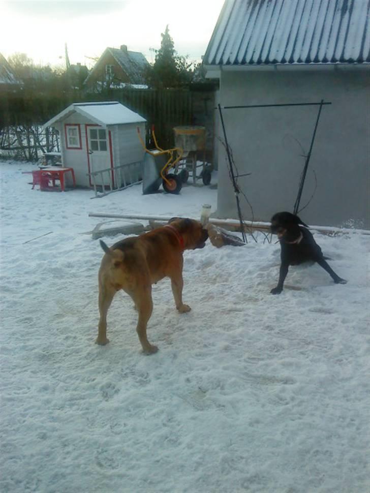 Pepsi og bedste veninde billede 6