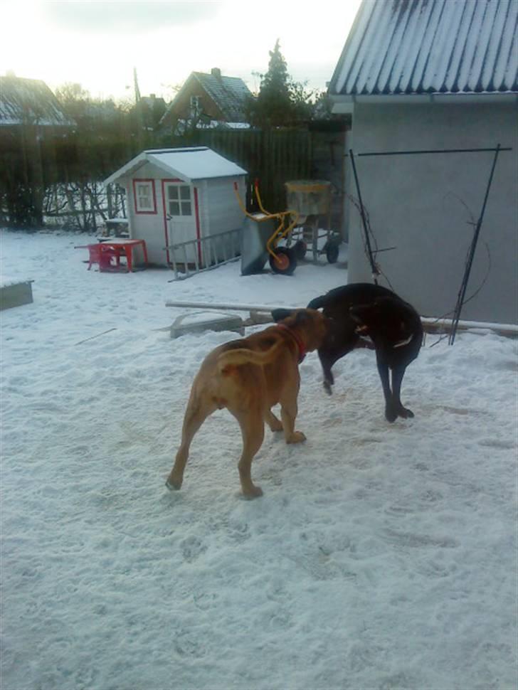 Pepsi og bedste veninde billede 7