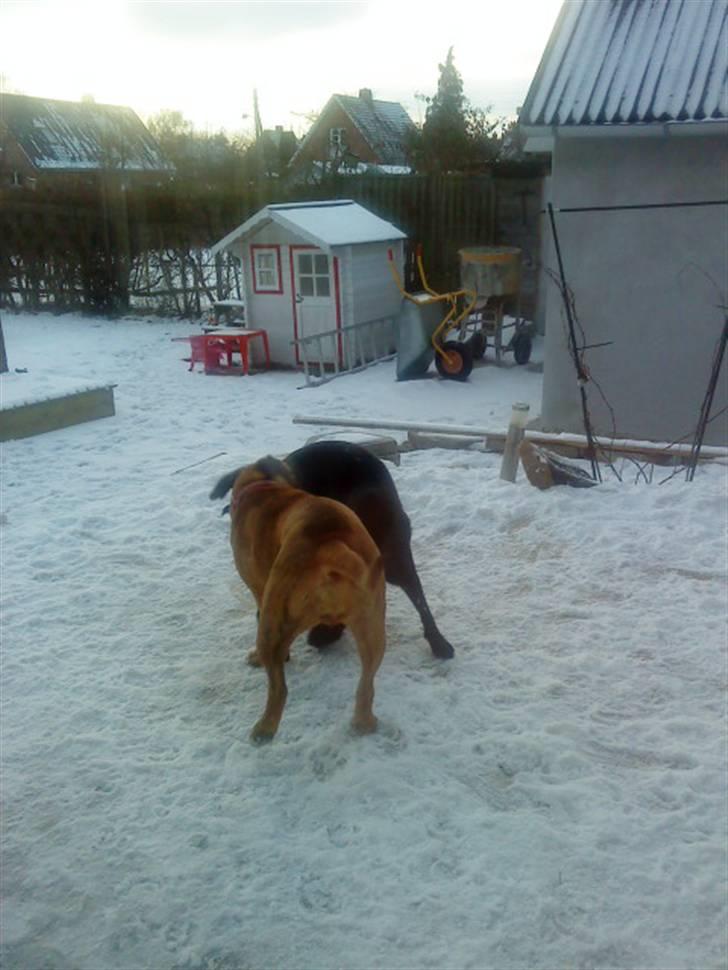 Pepsi og bedste veninde billede 8