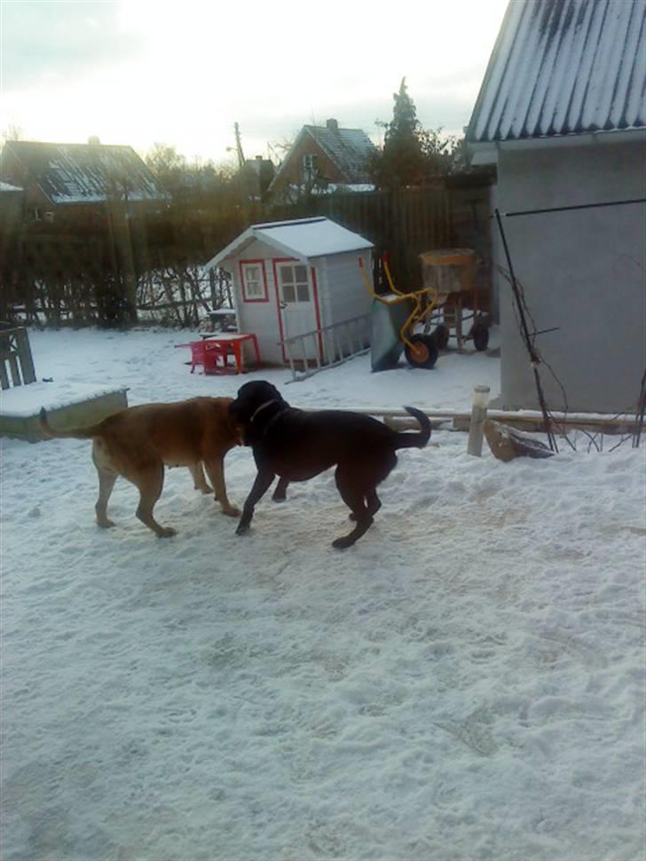 Pepsi og bedste veninde billede 9