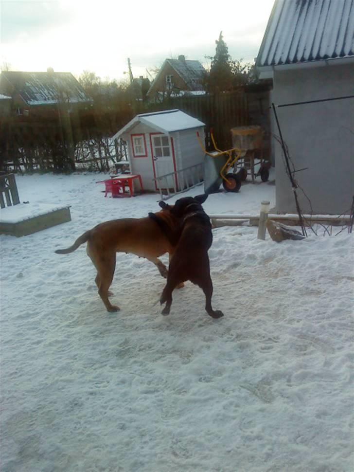 Pepsi og bedste veninde billede 11