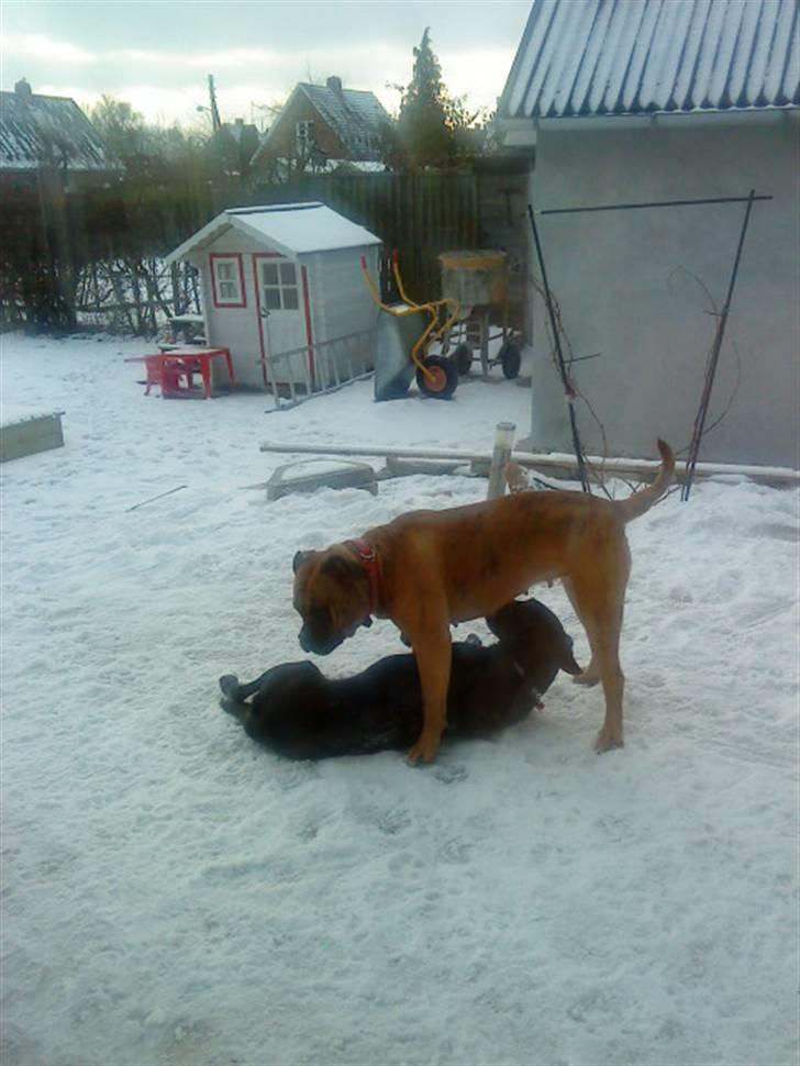 Pepsi og bedste veninde billede 13