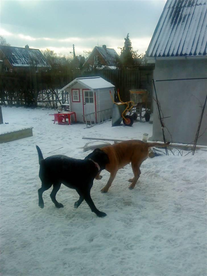 Pepsi og bedste veninde billede 15