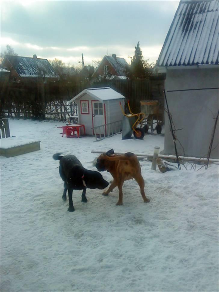 Pepsi og bedste veninde billede 16