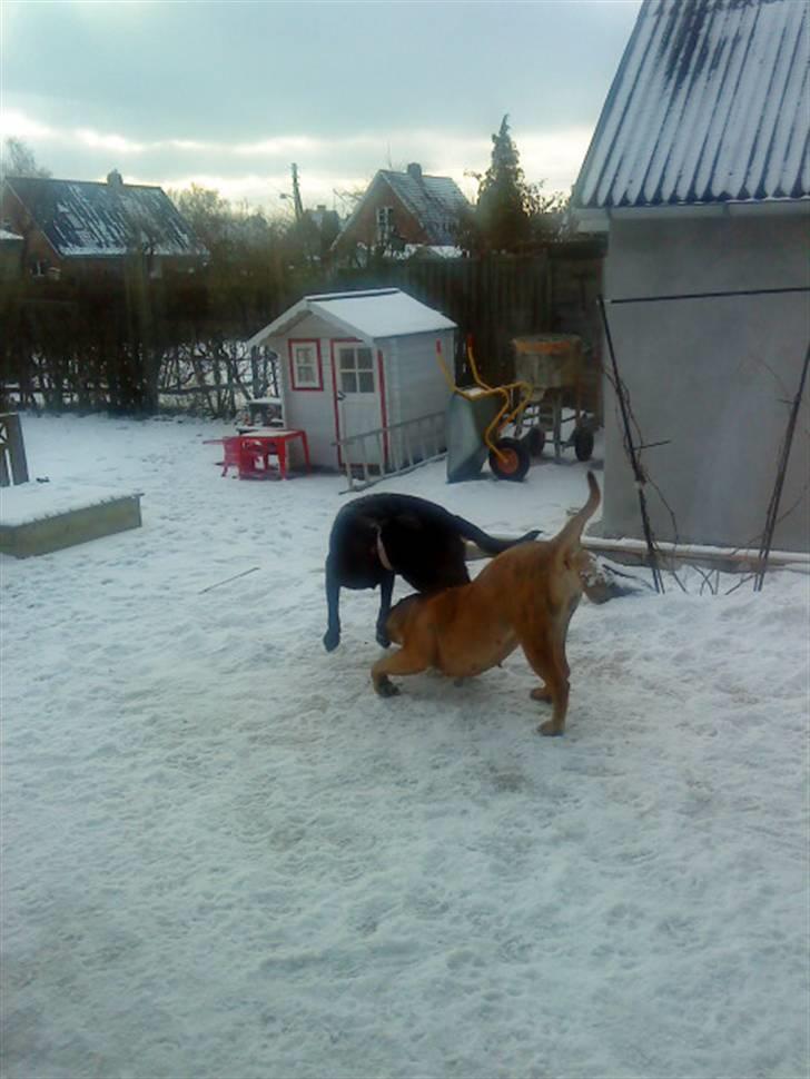 Pepsi og bedste veninde billede 17