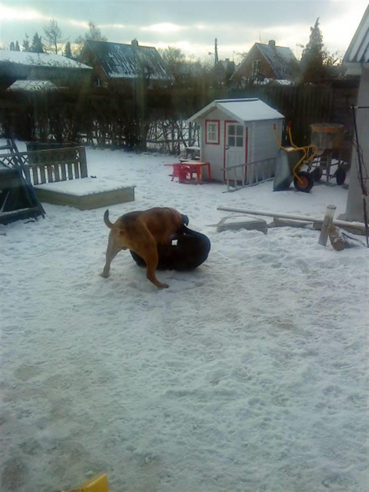 Pepsi og bedste veninde billede 19