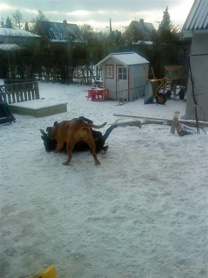 Pepsi og bedste veninde billede 21