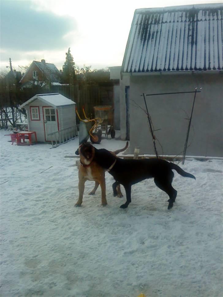 Pepsi og bedste veninde billede 22