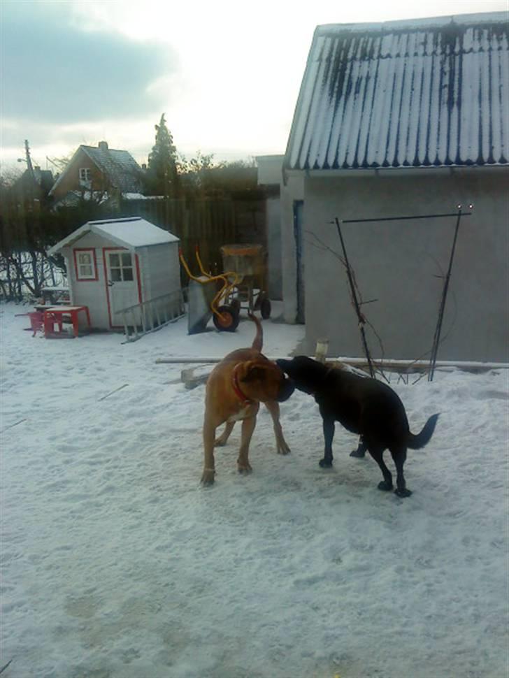 Pepsi og bedste veninde billede 23