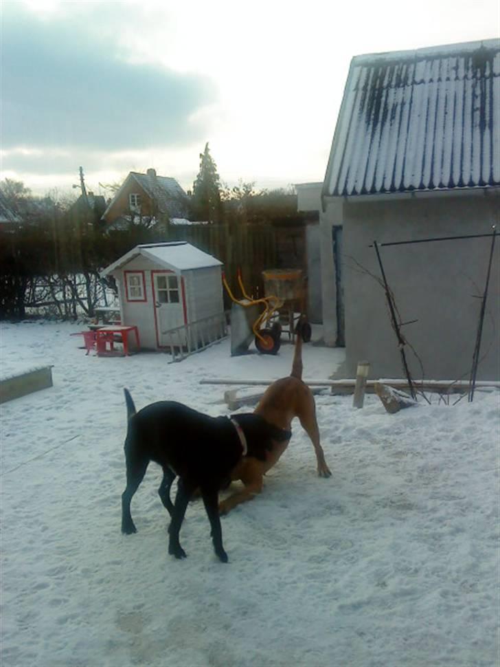 Pepsi og bedste veninde billede 25