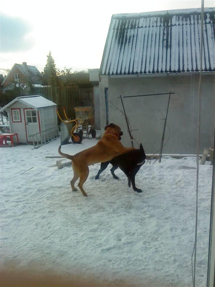 Pepsi og bedste veninde billede 26