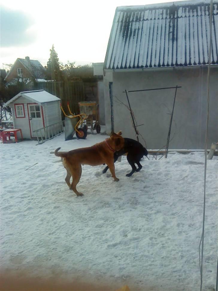 Pepsi og bedste veninde billede 27