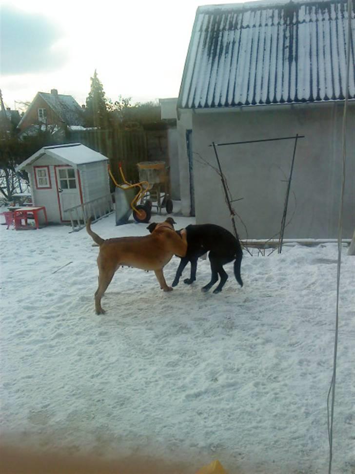 Pepsi og bedste veninde billede 28