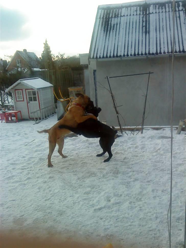 Pepsi og bedste veninde billede 29