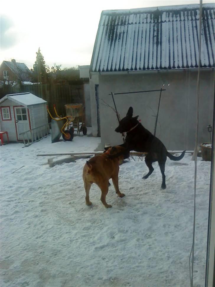 Pepsi og bedste veninde billede 30