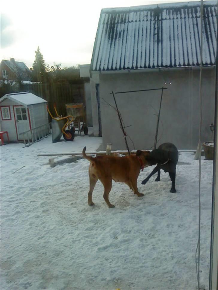 Pepsi og bedste veninde billede 31