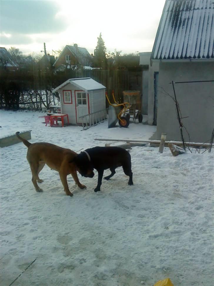 Pepsi og bedste veninde billede 34