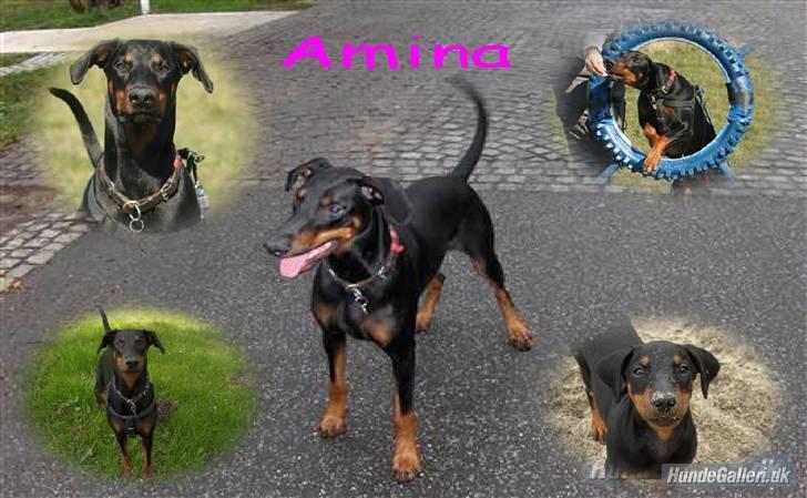 Tegninger / billeder som er lavet til mig - Amina / lavet af PinkRoses her fra HG billede 1