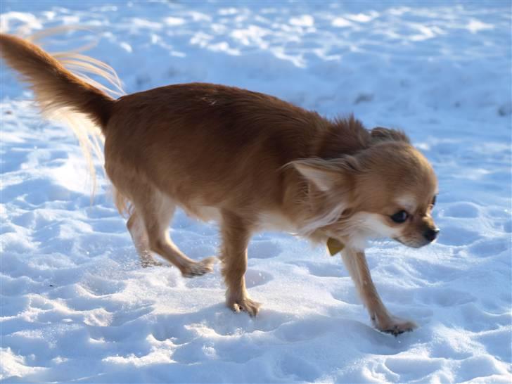 Nede og se på tykke maver hos Fru Eeg og Hr Buchingham;o) billede 2