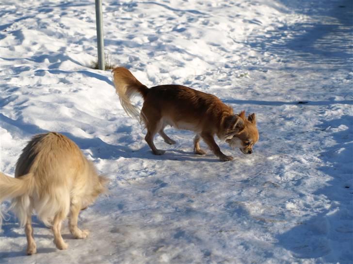 Nede og se på tykke maver hos Fru Eeg og Hr Buchingham;o) billede 3