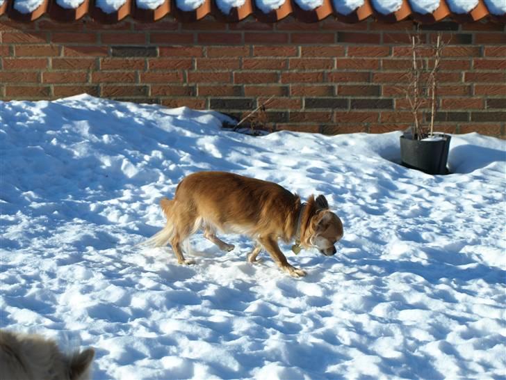 Nede og se på tykke maver hos Fru Eeg og Hr Buchingham;o) billede 4