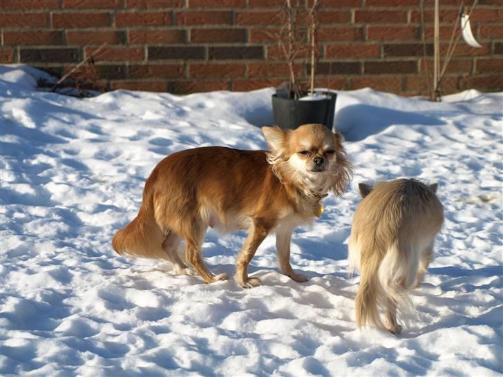 Nede og se på tykke maver hos Fru Eeg og Hr Buchingham;o) billede 5