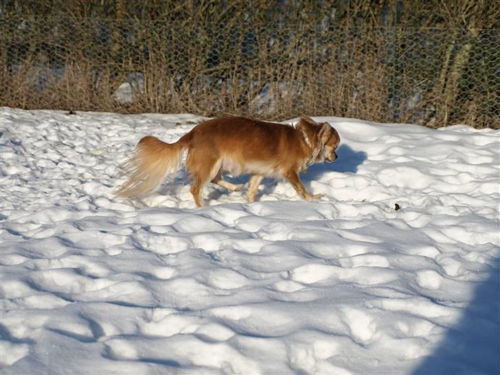 Nede og se på tykke maver hos Fru Eeg og Hr Buchingham;o) billede 6