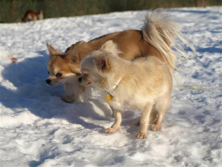 Nede og se på tykke maver hos Fru Eeg og Hr Buchingham;o) billede 7