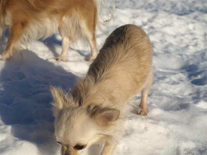 Nede og se på tykke maver hos Fru Eeg og Hr Buchingham;o) billede 8