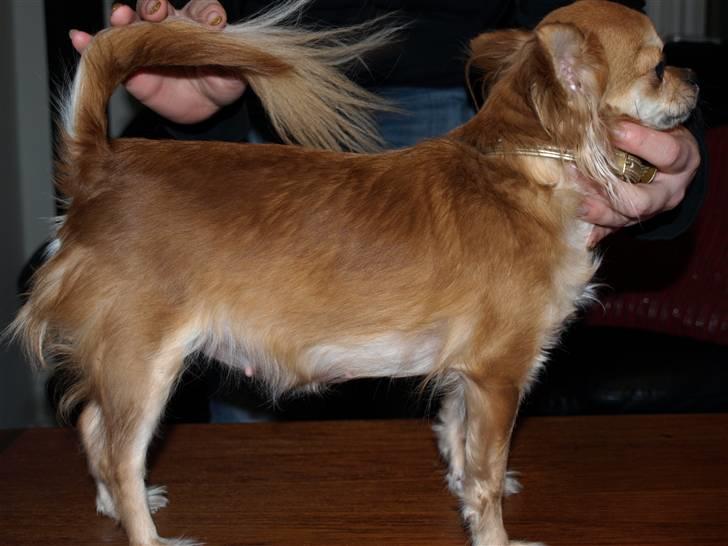 Nede og se på tykke maver hos Fru Eeg og Hr Buchingham;o) - Tykke Salsa billede 9