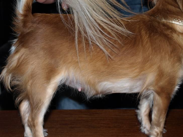 Nede og se på tykke maver hos Fru Eeg og Hr Buchingham;o) billede 11