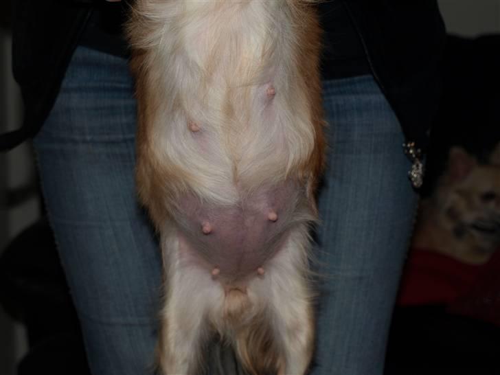 Nede og se på tykke maver hos Fru Eeg og Hr Buchingham;o) billede 12