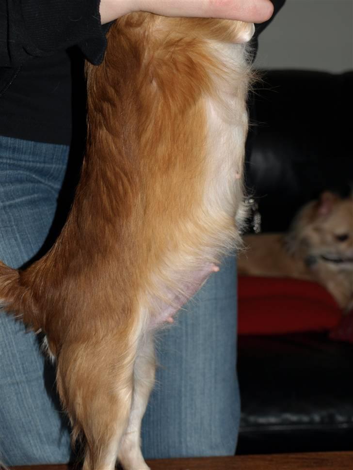 Nede og se på tykke maver hos Fru Eeg og Hr Buchingham;o) billede 13