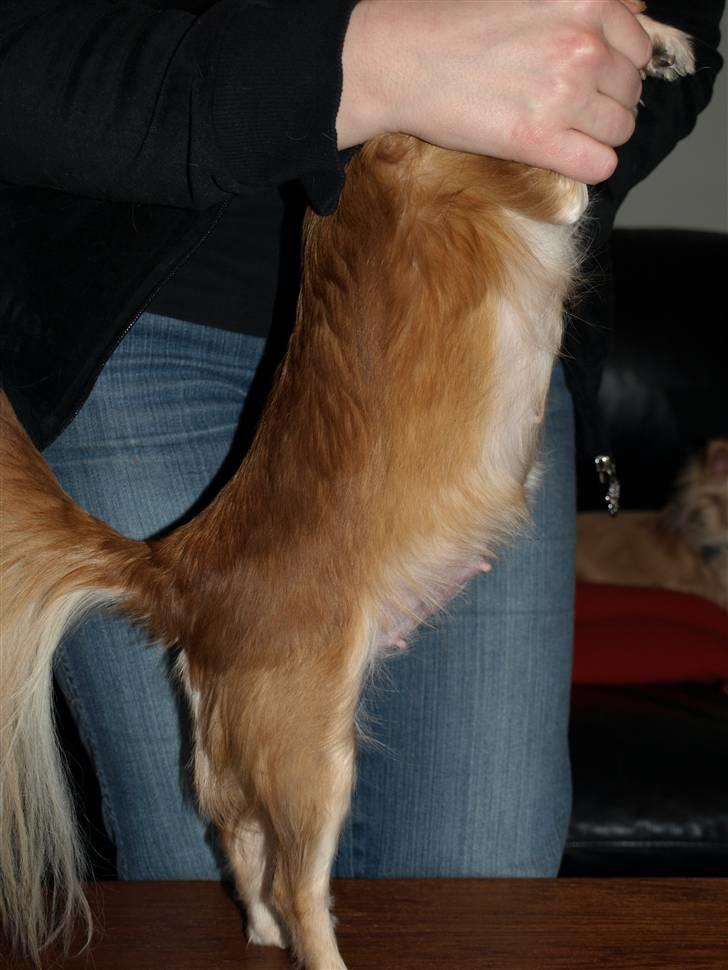 Nede og se på tykke maver hos Fru Eeg og Hr Buchingham;o) billede 14