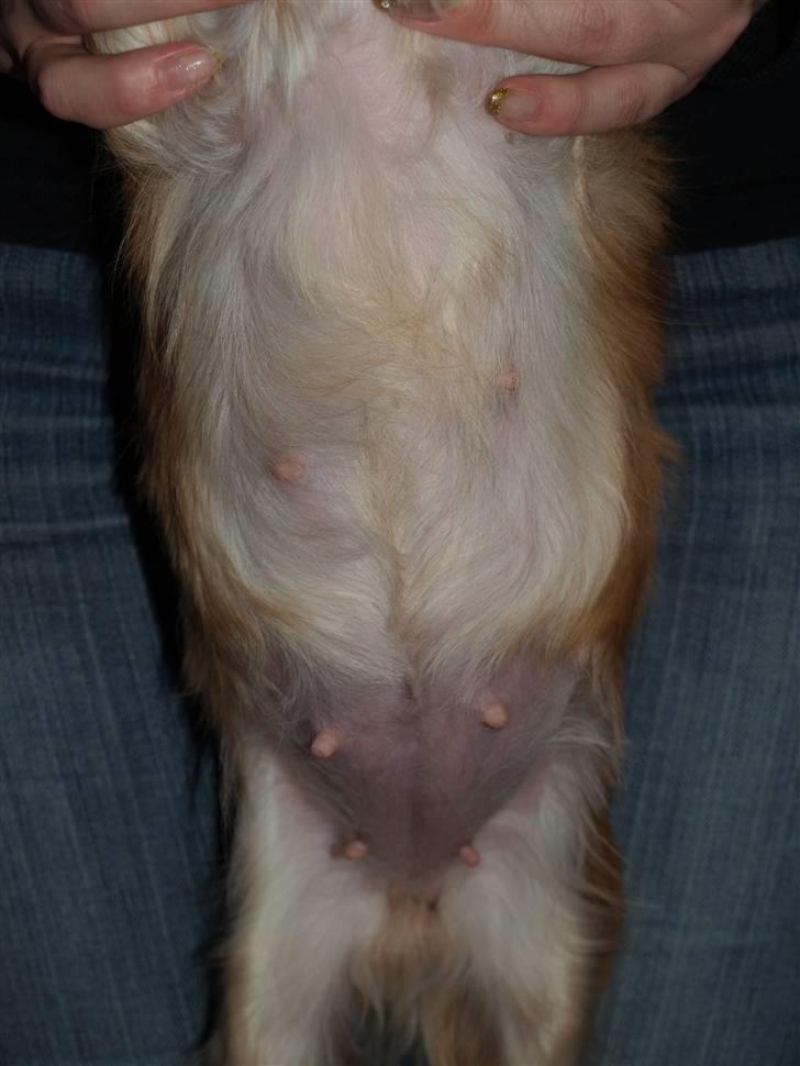 Nede og se på tykke maver hos Fru Eeg og Hr Buchingham;o) billede 15