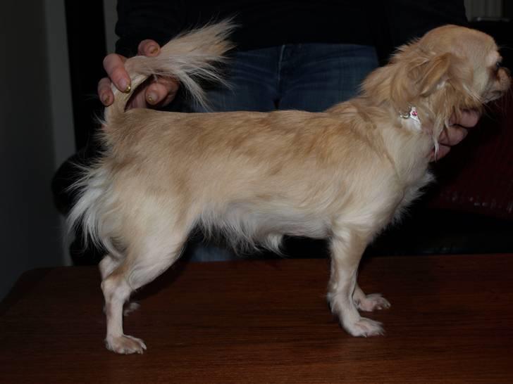 Nede og se på tykke maver hos Fru Eeg og Hr Buchingham;o) - Bella.. billede 16