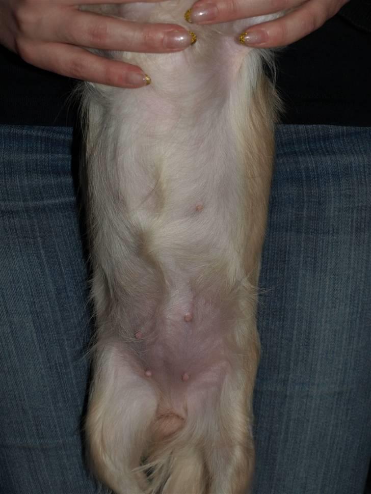 Nede og se på tykke maver hos Fru Eeg og Hr Buchingham;o) - Bella er også ved at få en lille Mause:o) billede 18