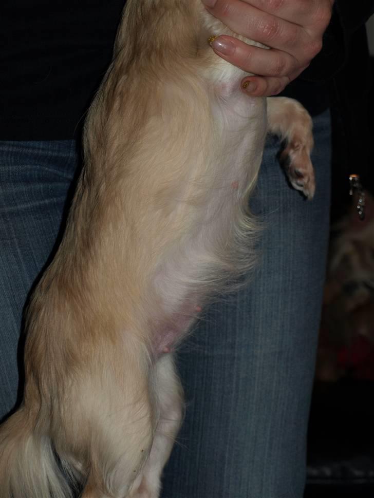 Nede og se på tykke maver hos Fru Eeg og Hr Buchingham;o) billede 19