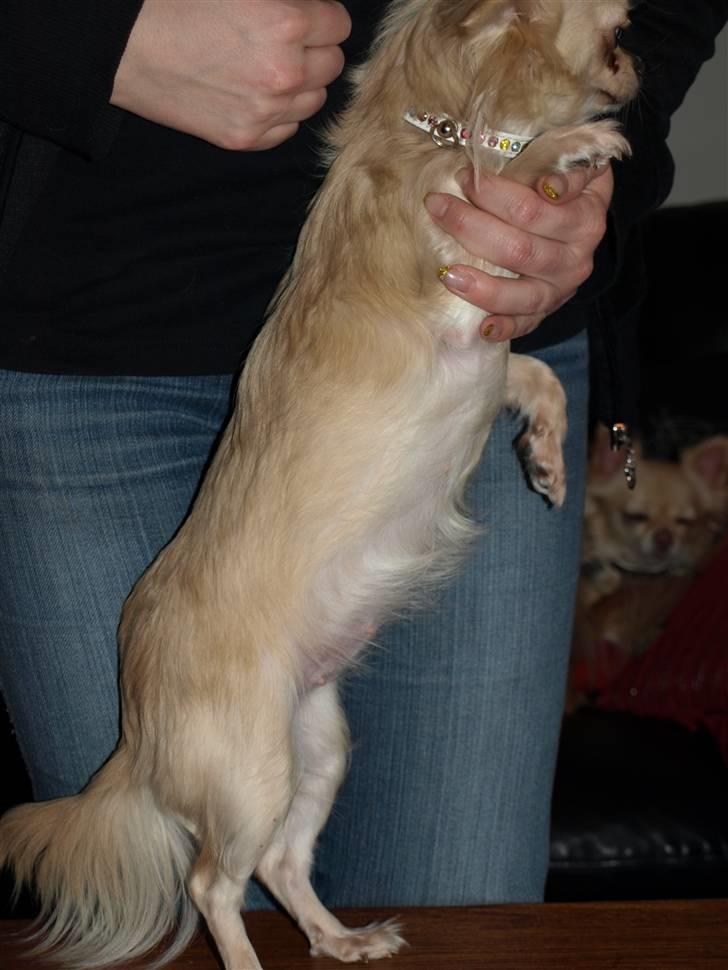 Nede og se på tykke maver hos Fru Eeg og Hr Buchingham;o) billede 20